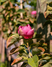 Magnolia x soulangeana 'Vulcan' - Evergreen Trees Direct
