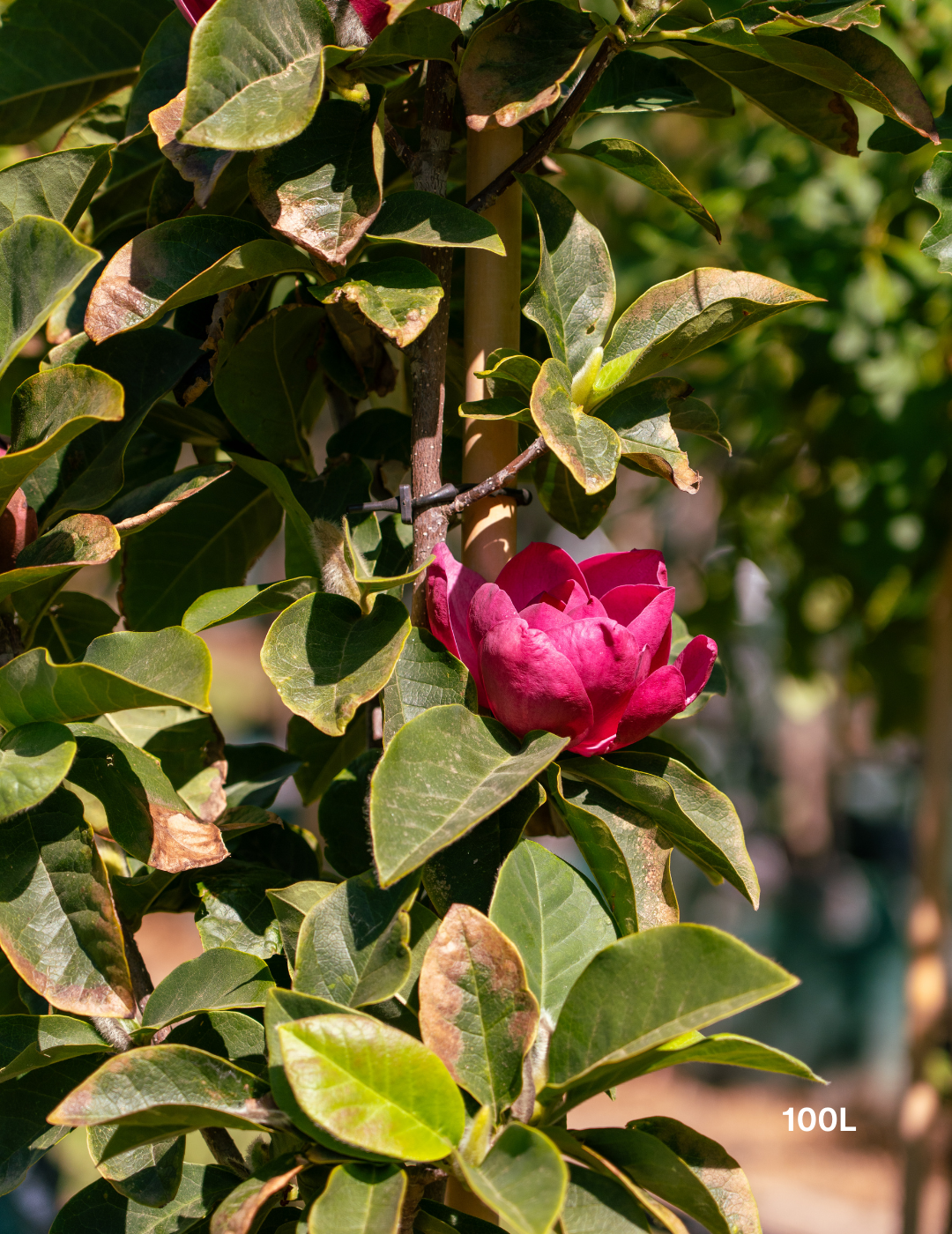 Magnolia x soulangeana 'Vulcan' - Evergreen Trees Direct