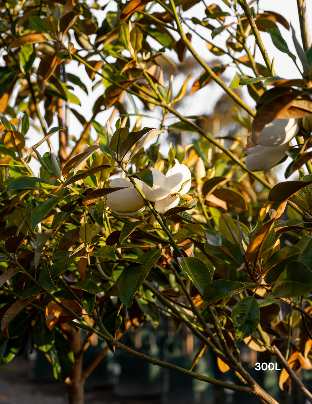 Magnolia grandiflora ‘Exmouth’ – Exmouth Magnolia - Evergreen Trees Direct