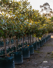 Magnolia grandiflora ‘Exmouth’ – Exmouth Magnolia - Evergreen Trees Direct