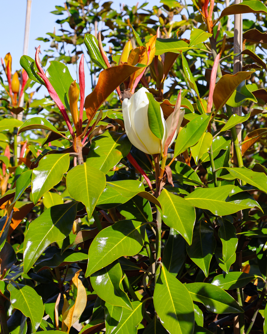 Magnolia grandiflora 'Kay Parris'