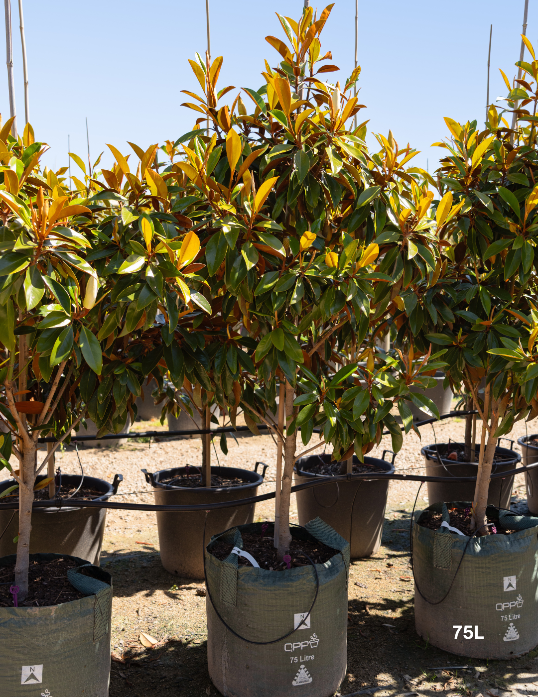 Magnolia grandiflora 'Sweet n Neat'