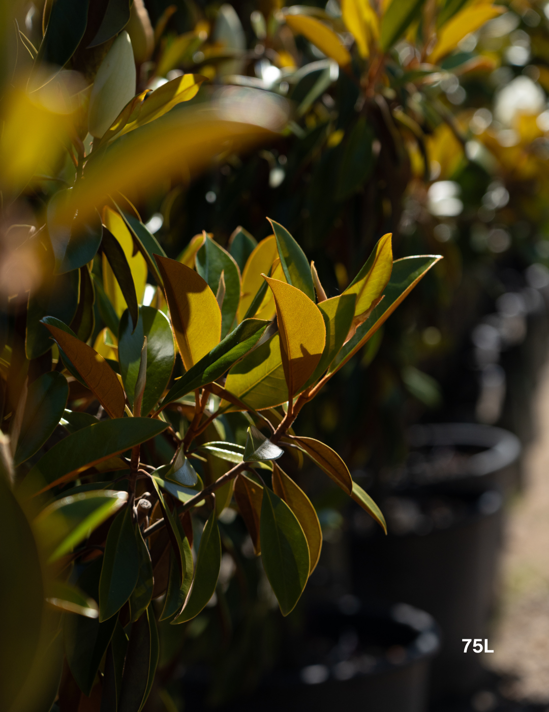 Magnolia grandiflora 'Sweet 'n' Neat' - Evergreen Trees Direct