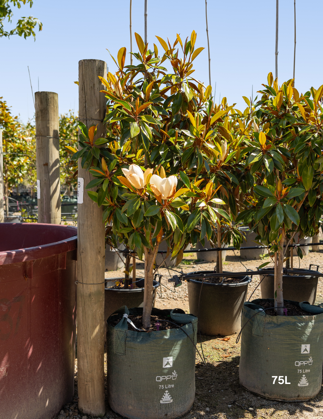 Magnolia grandiflora 'Sweet 'n' Neat' - Evergreen Trees Direct
