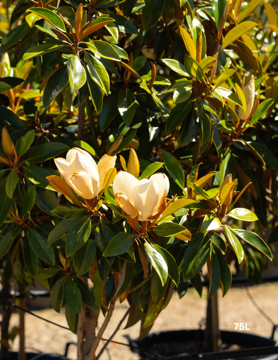 Magnolia grandiflora 'Sweet 'n' Neat' - Evergreen Trees Direct