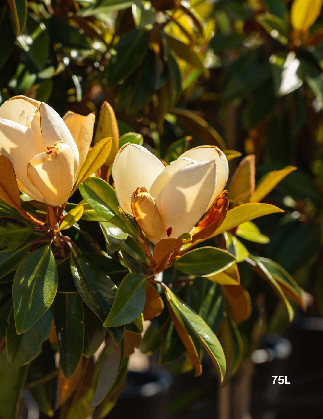 Magnolia grandiflora 'Sweet 'n' Neat' - Evergreen Trees Direct