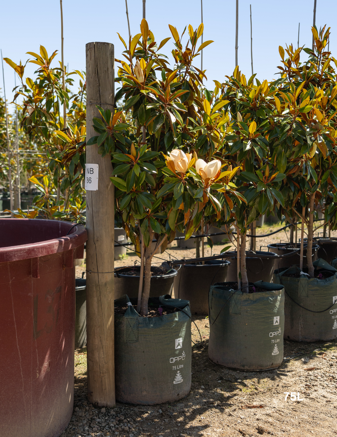 Magnolia grandiflora 'Sweet 'n' Neat' - Evergreen Trees Direct