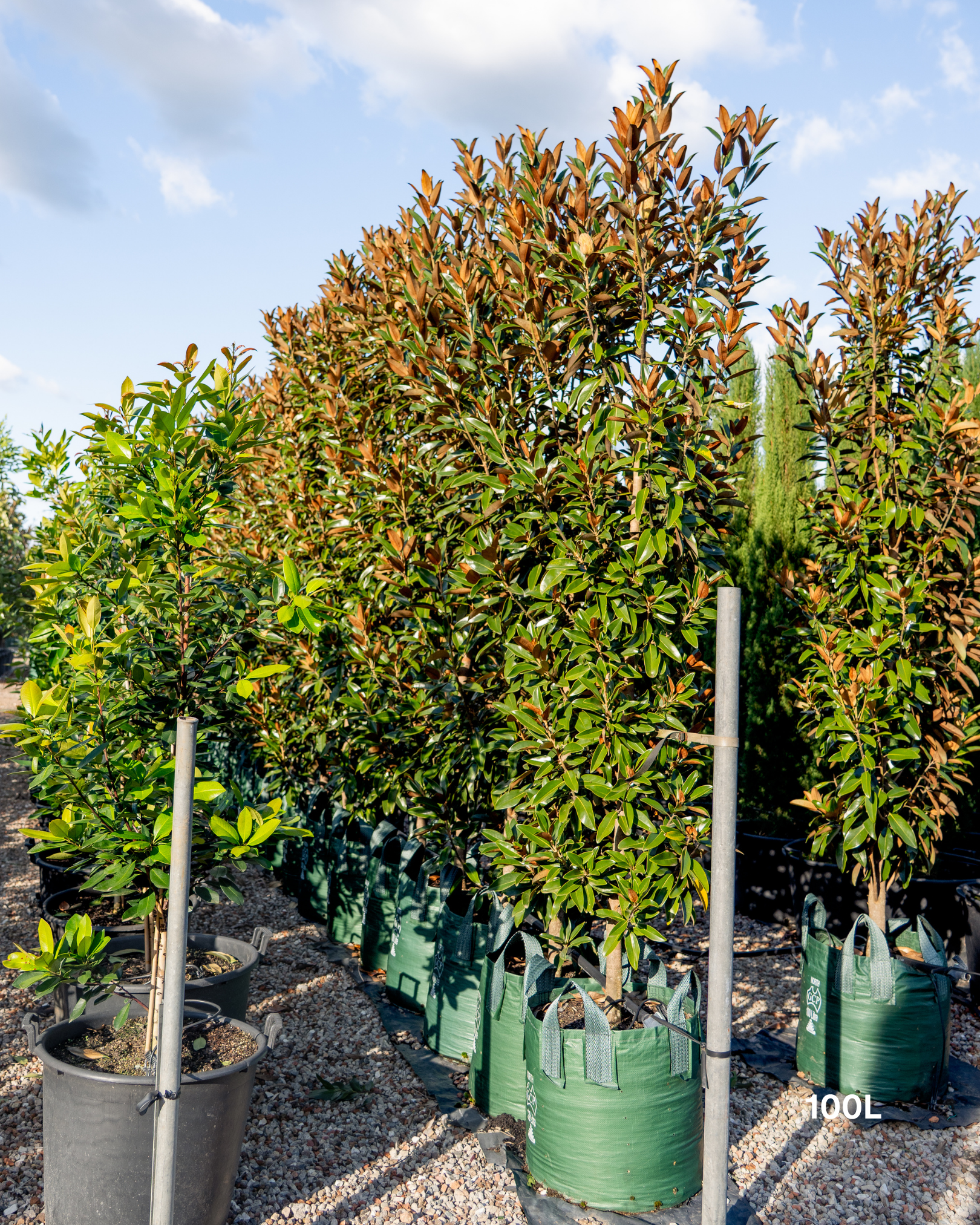 Magnolia grandiflora 'Alta'