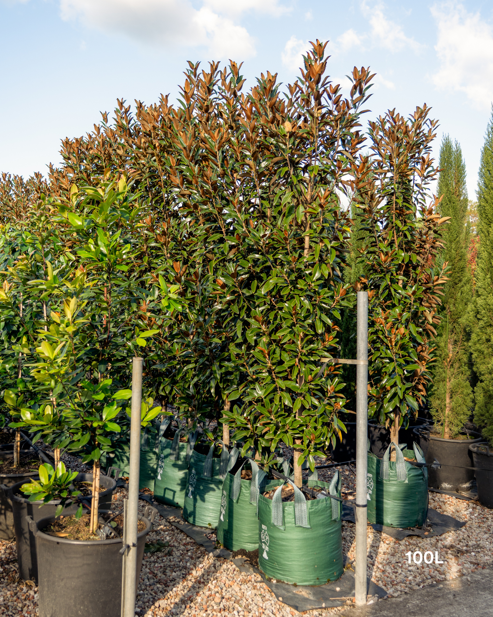 Magnolia grandiflora 'Alta'