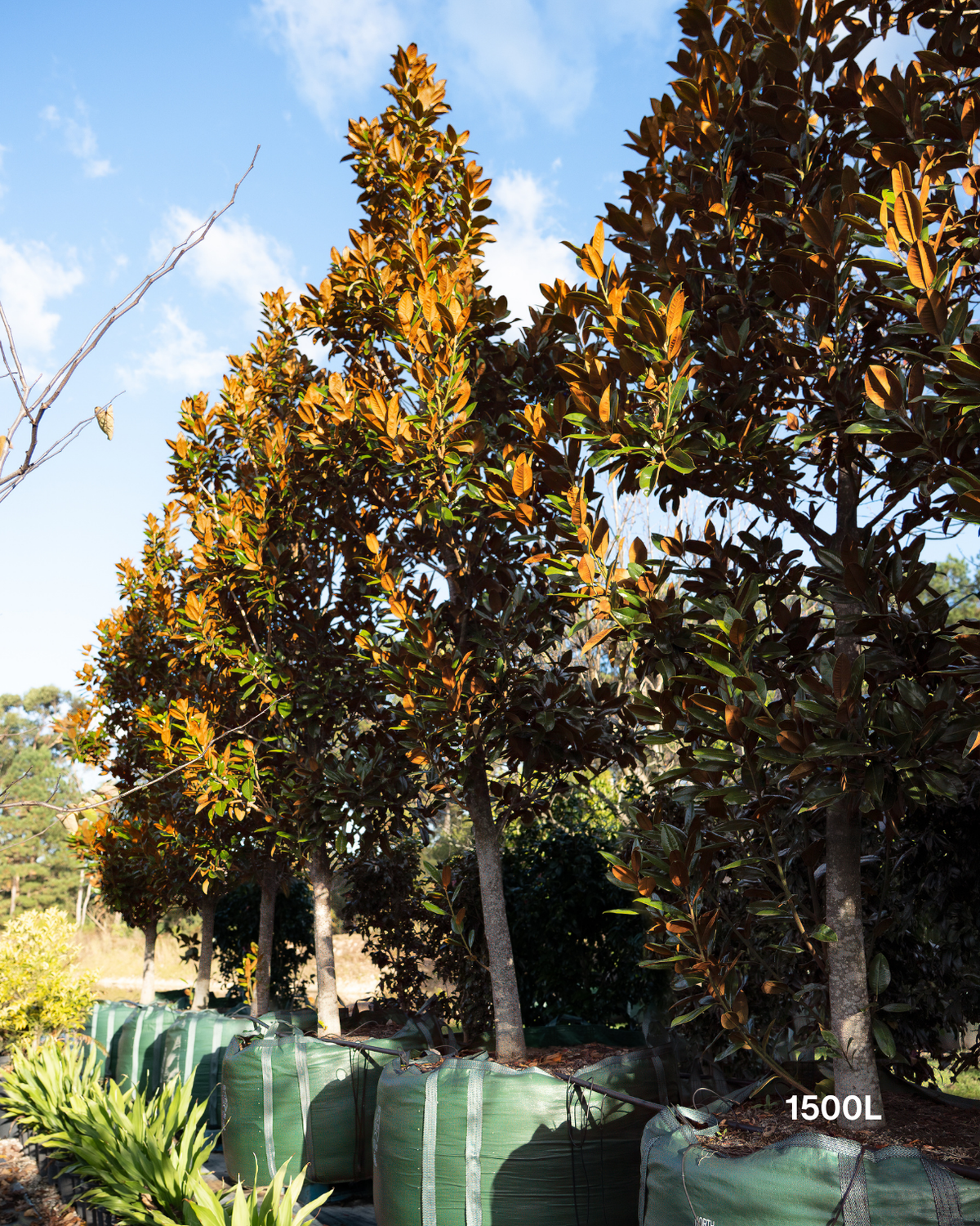 Magnolia grandiflora 'Exmouth'