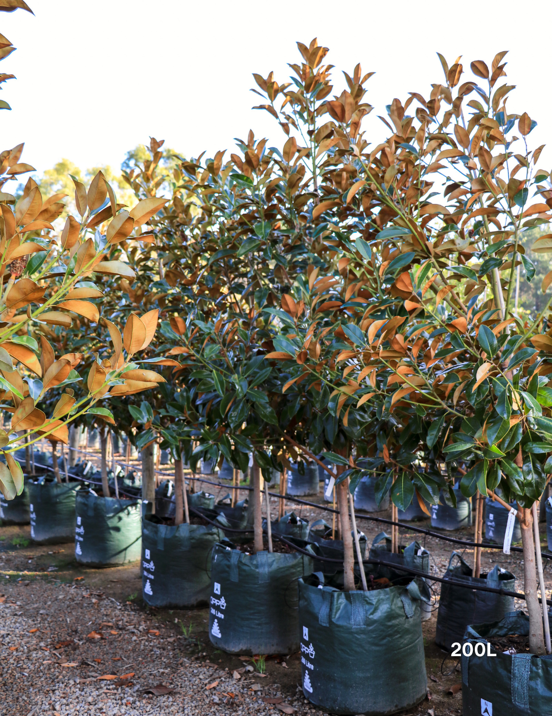 Magnolia Exmouth - Evergreen Trees Direct
