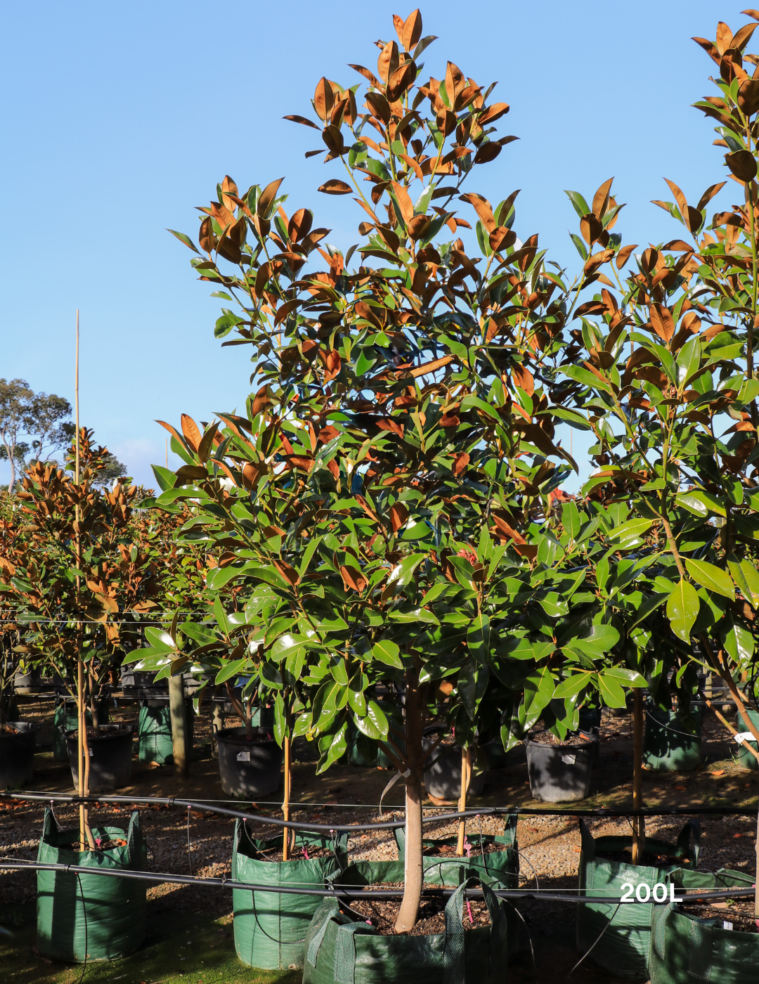 Magnolia Exmouth - Evergreen Trees Direct