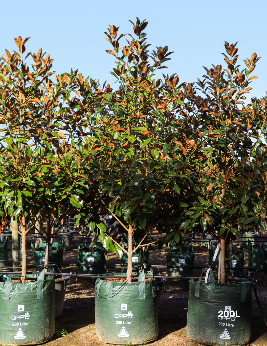 Magnolia Exmouth - Evergreen Trees Direct