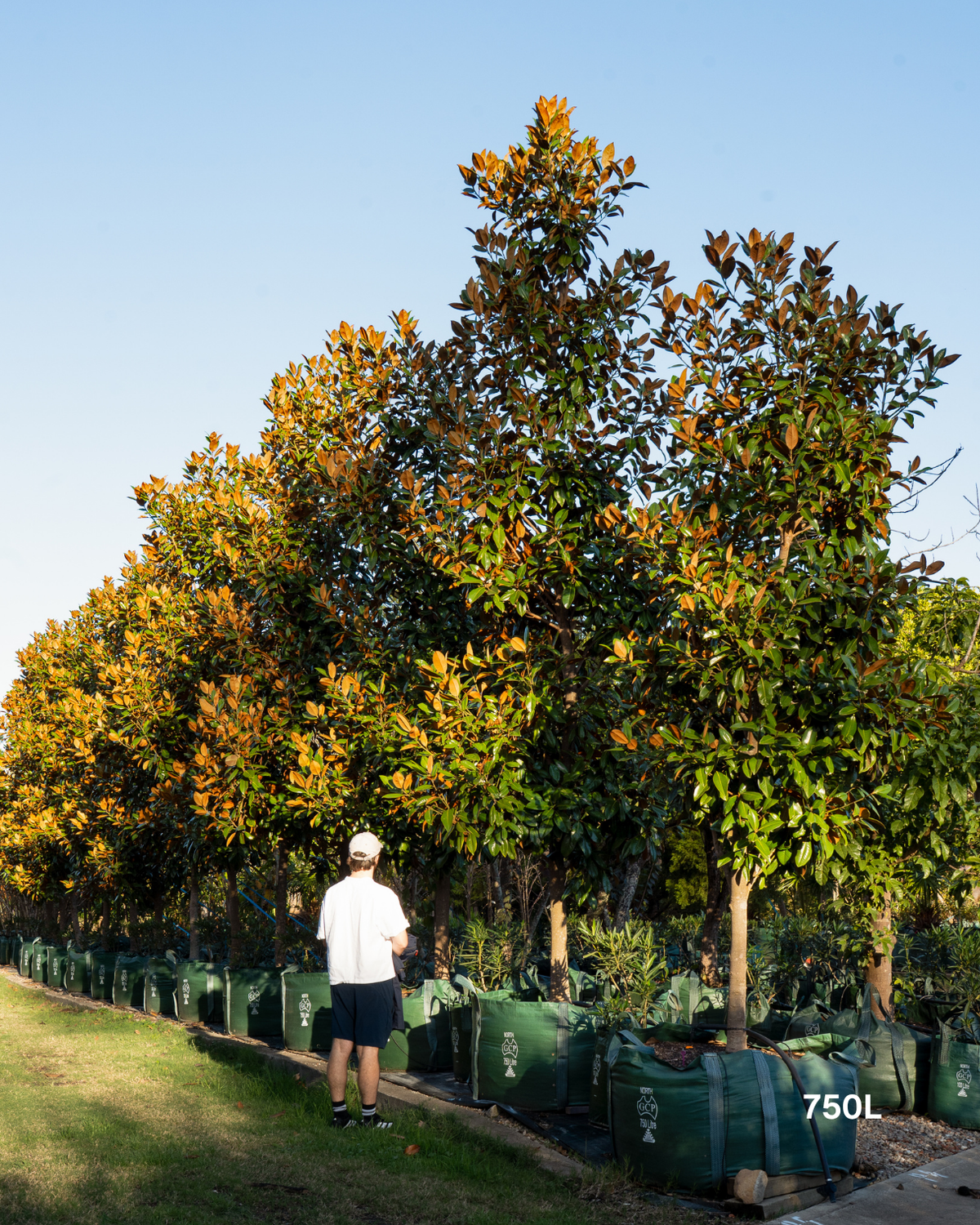 Magnolia grandiflora 'Exmouth'