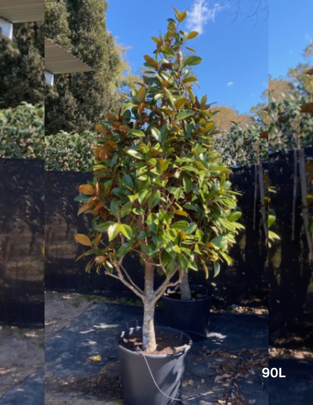 Magnolia grandiflora 'Exmouth' Cone Form - Evergreen Trees Direct