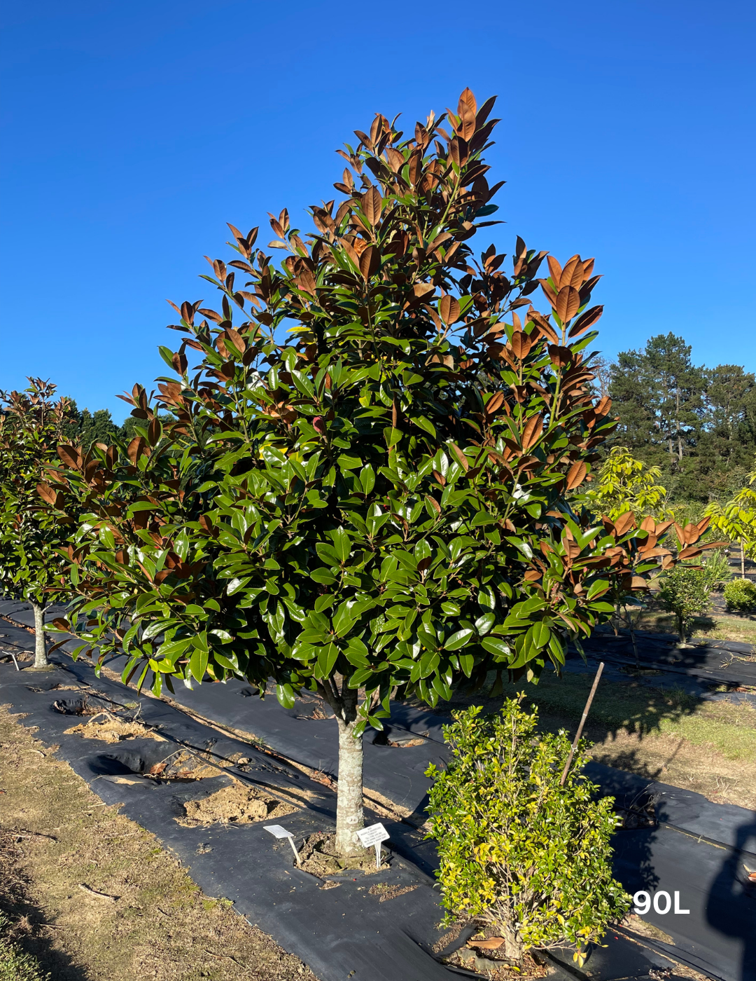 Magnolia grandiflora 'Exmouth' Cone Form - Evergreen Trees Direct