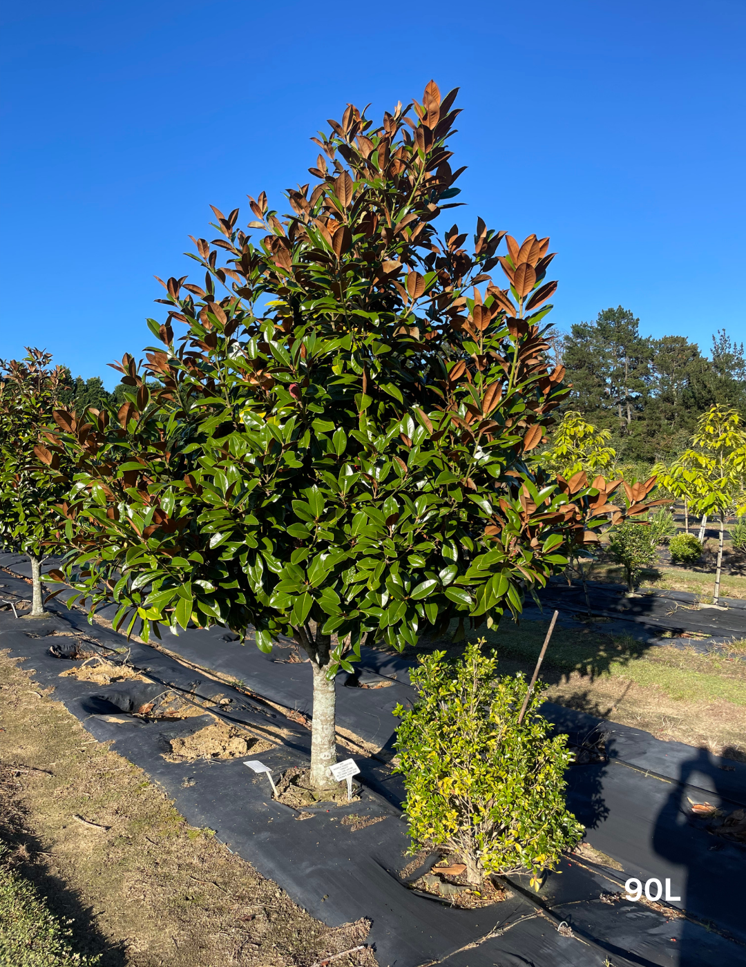 Magnolia grandiflora 'Exmouth' Cone Form - Evergreen Trees Direct