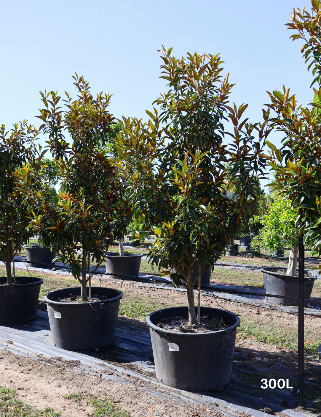 Magnolia grandiflora 'Alta' - Evergreen Trees Direct