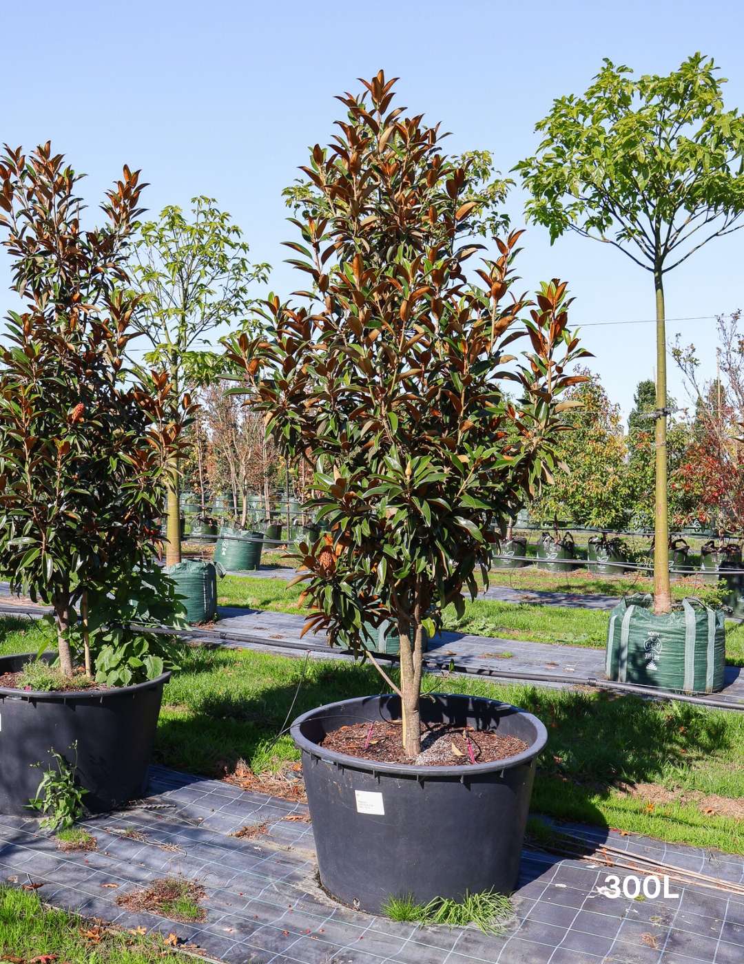 Magnolia grandiflora 'Alta' - Evergreen Trees Direct