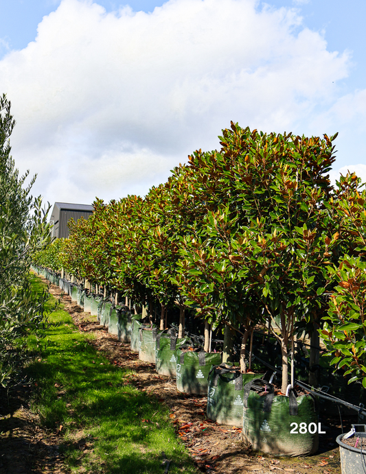 Magnolia grandiflora 'Little Gem'