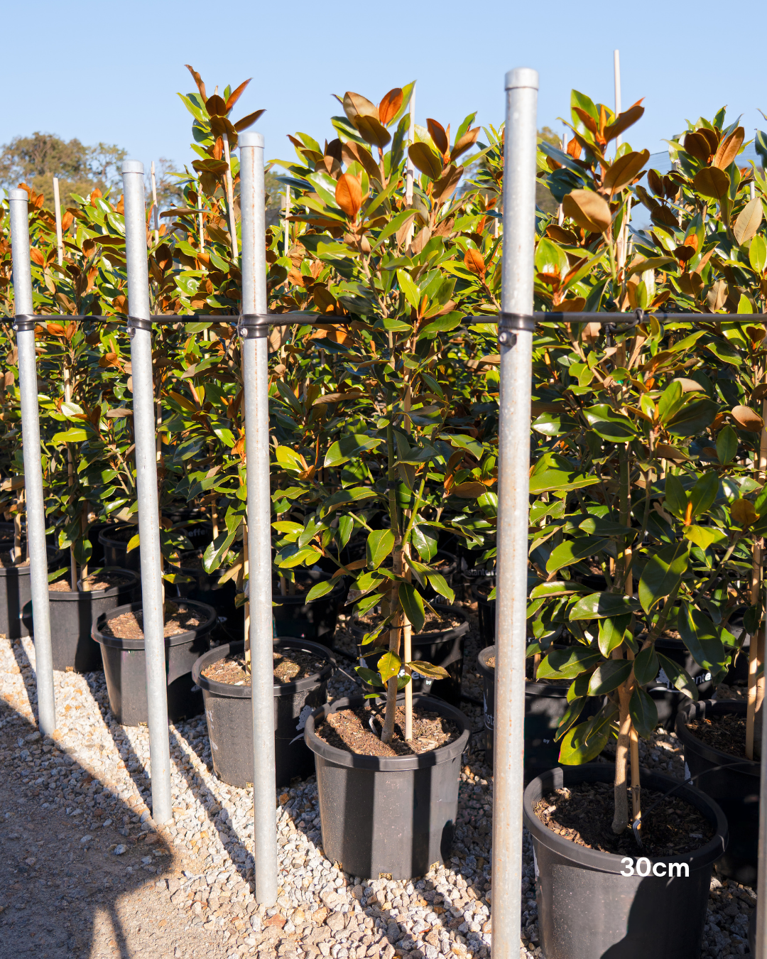 Magnolia grandiflora 'Little Gem'