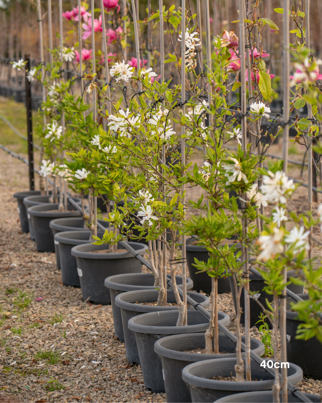 Magnolia stellata – Star Magnolia