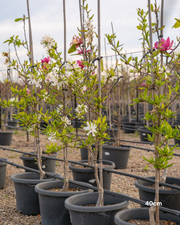 Magnolia stellata – Star Magnolia
