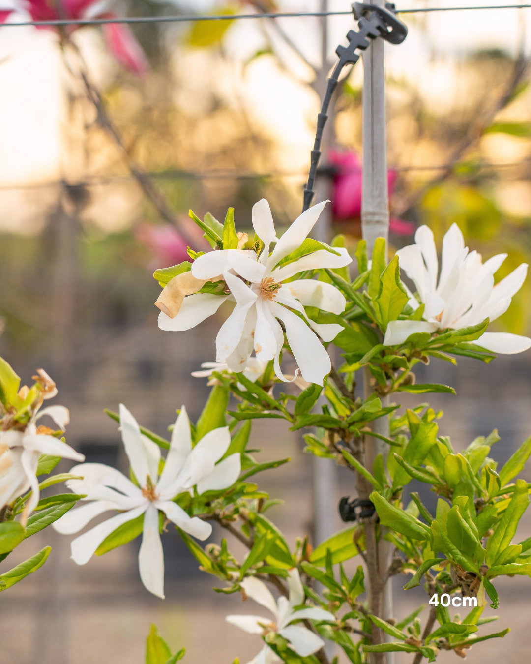 Magnolia stellata – Star Magnolia