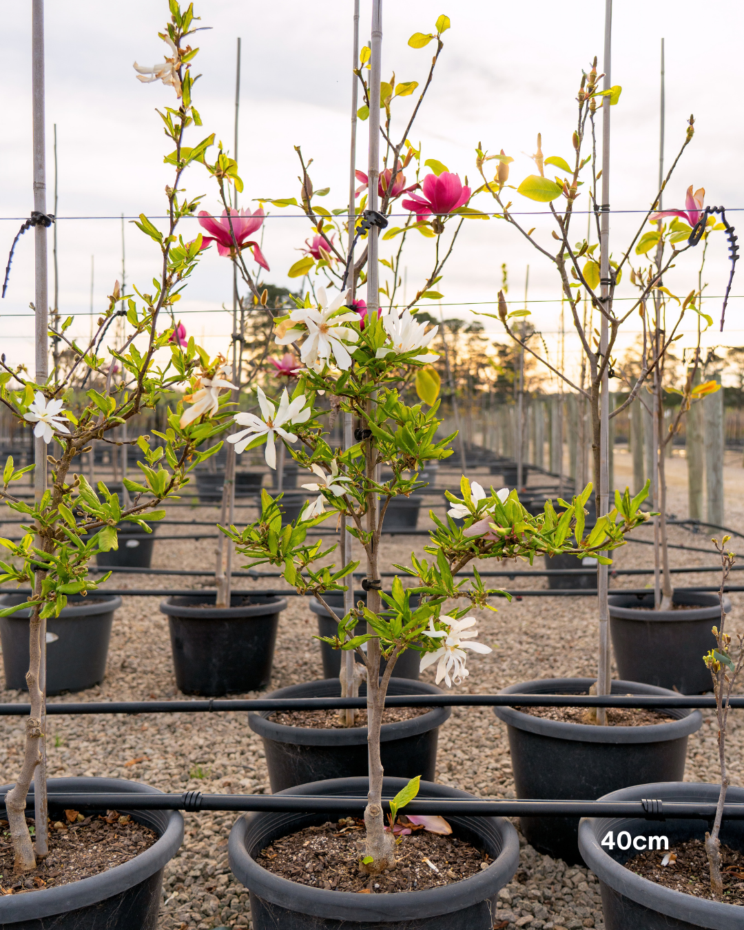 Magnolia stellata – Star Magnolia