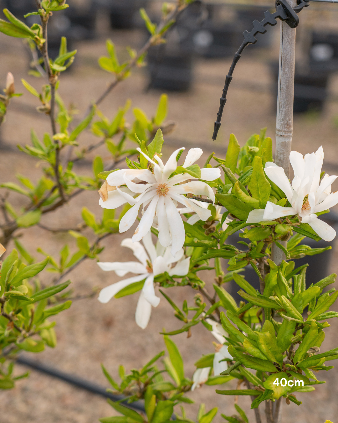 Magnolia stellata – Star Magnolia