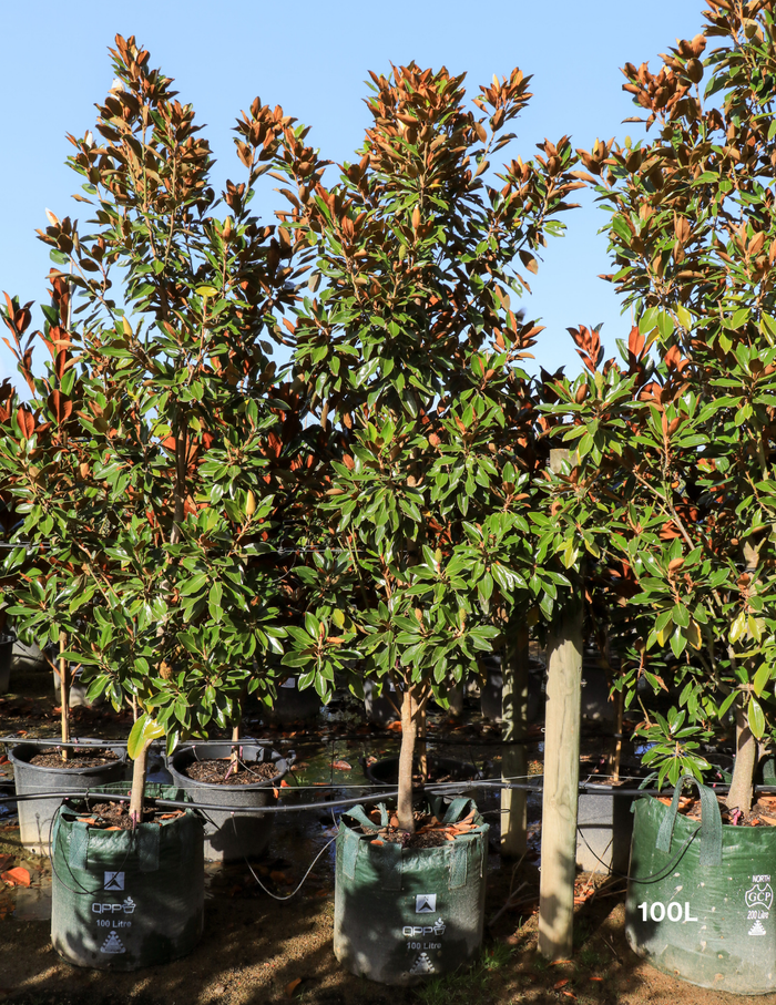 Magnolia Grandiflora 'Supergem' - Evergreen Trees Direct