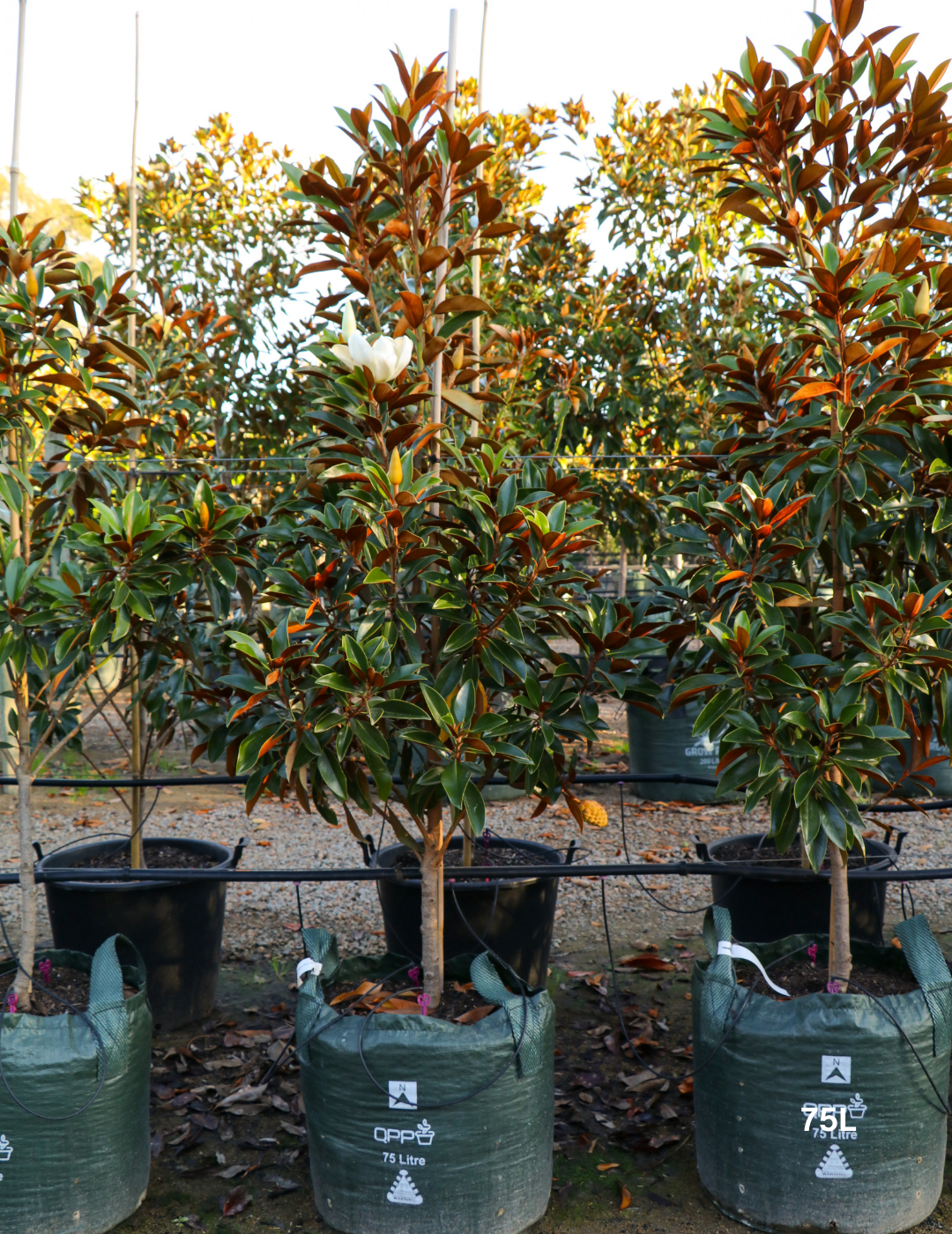 Magnolia grandiflora 'Sweet 'n' Neat' - Evergreen Trees Direct