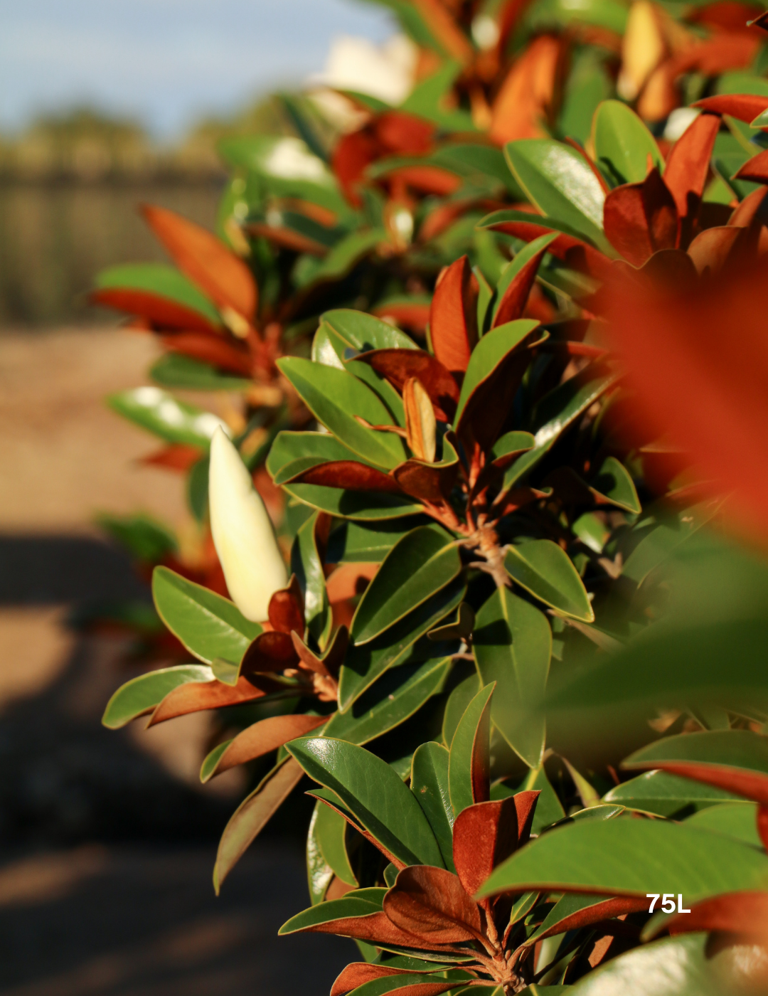 Magnolia grandiflora 'Sweet 'n' Neat' - Evergreen Trees Direct