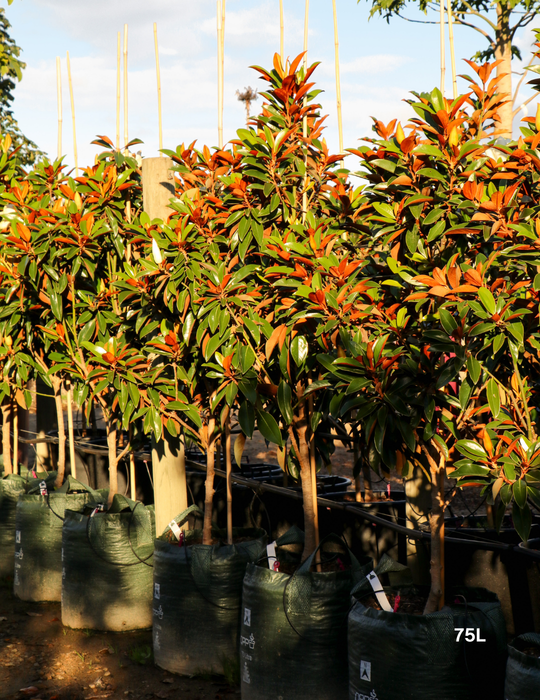 Magnolia grandiflora 'Sweet 'n' Neat' - Evergreen Trees Direct