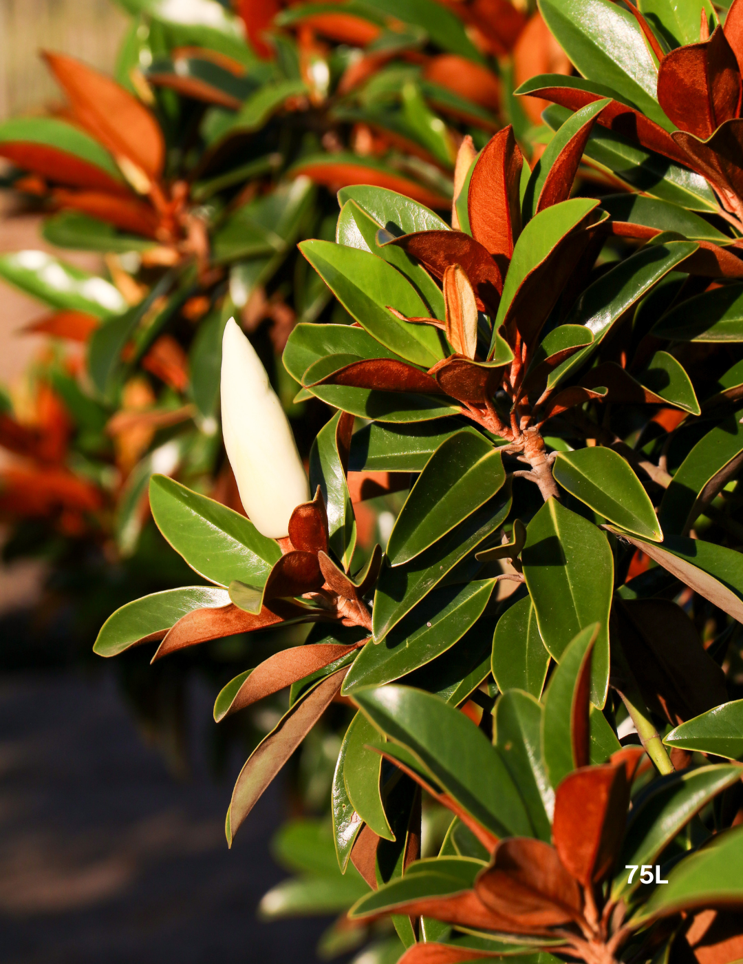 Magnolia grandiflora 'Sweet 'n' Neat'