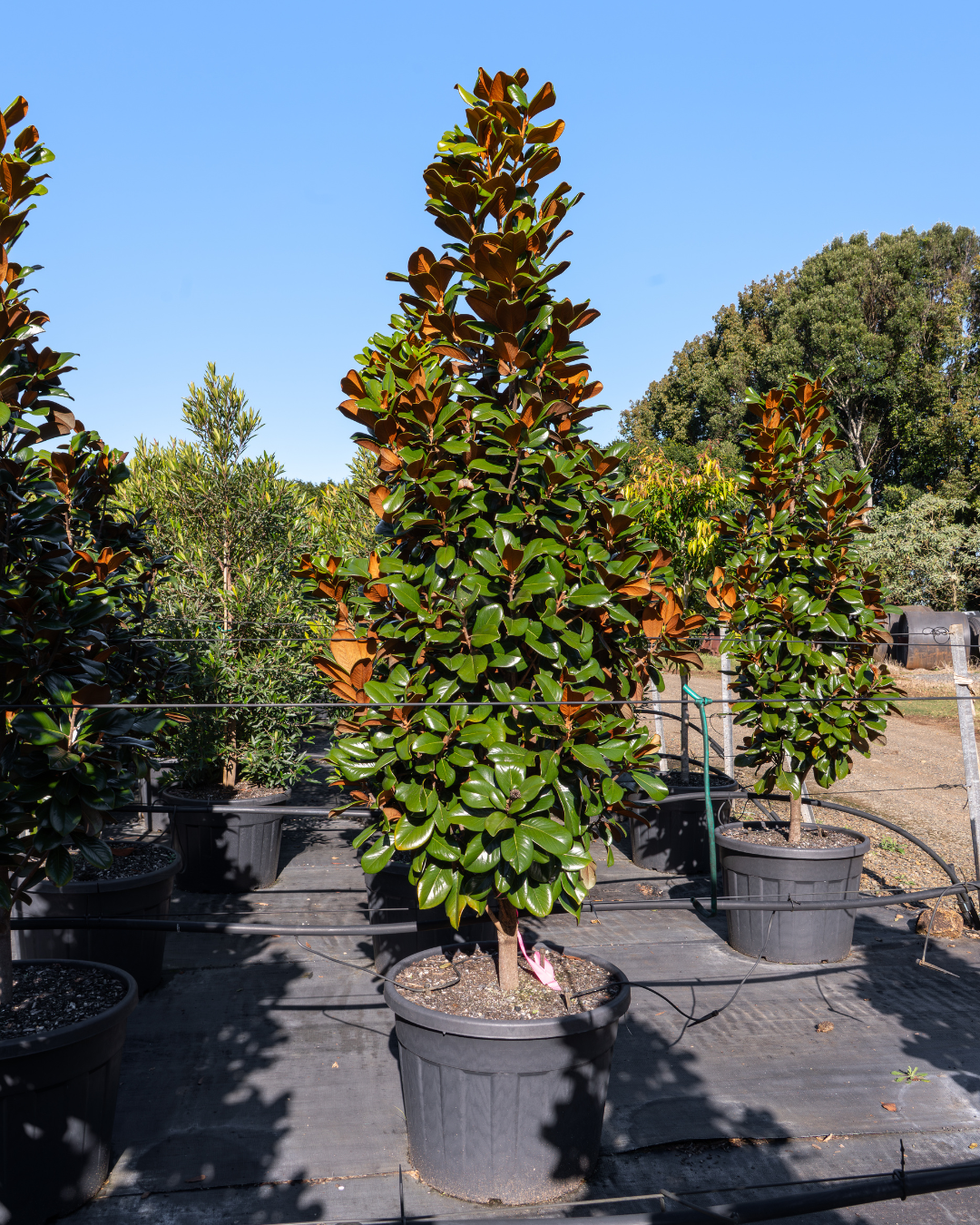 Magnolia grandiflora 'Teddy Bear'