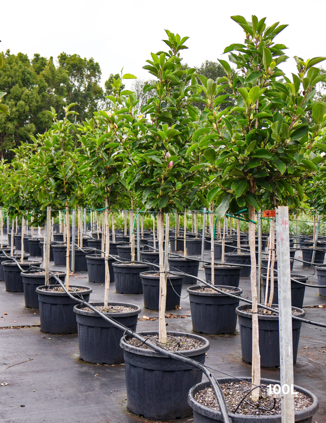 Magnolia x soulangeana 'Vulcan' - Evergreen Trees Direct