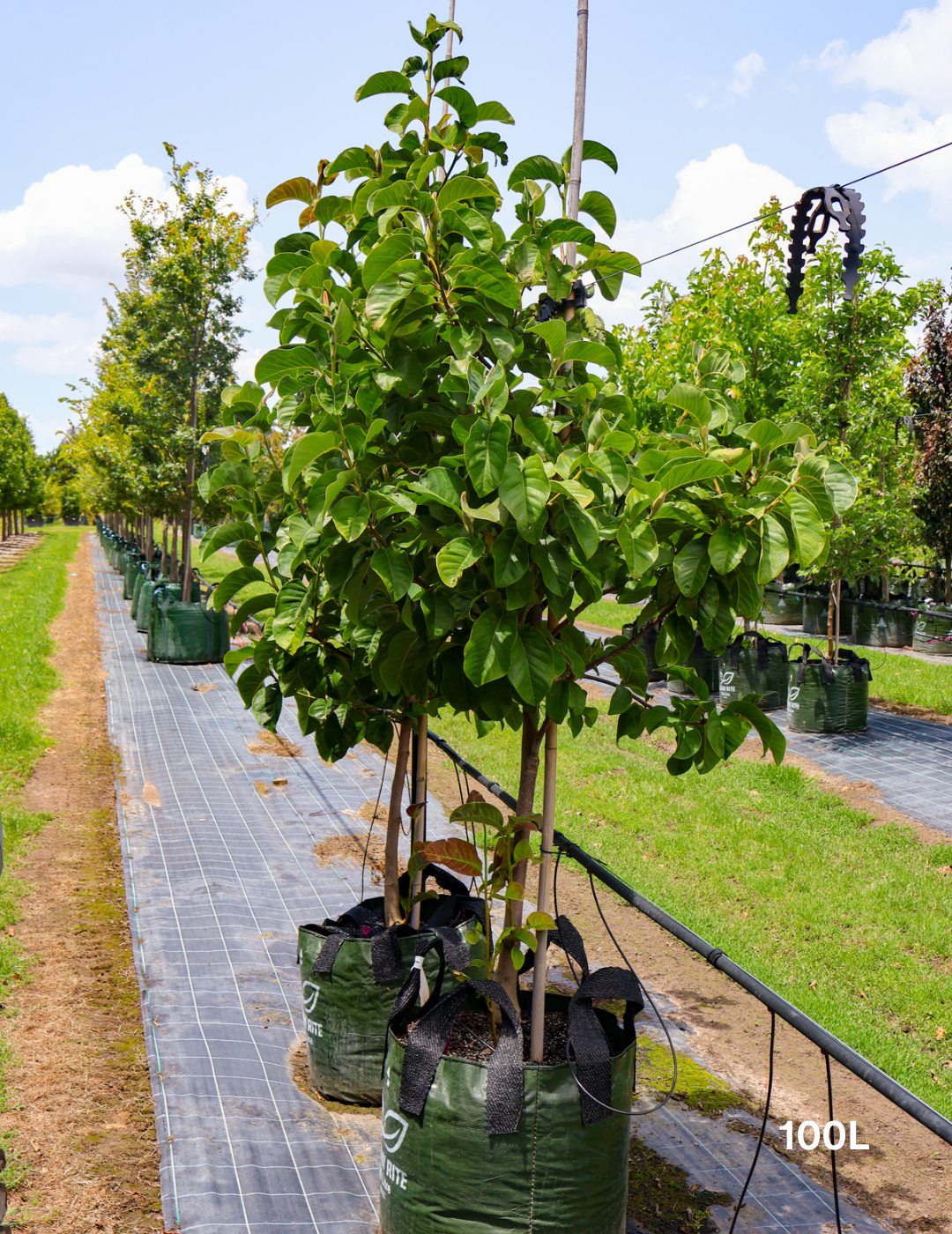 Magnolia x soulangeana 'Vulcan' - Evergreen Trees Direct