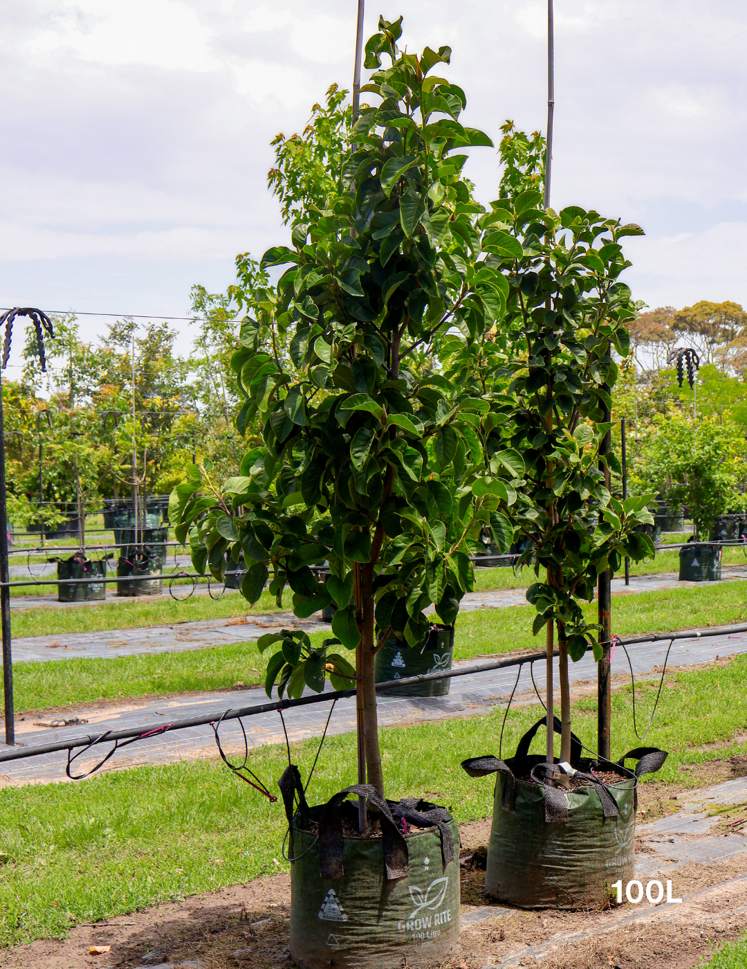 Magnolia x soulangeana 'Vulcan' - Evergreen Trees Direct