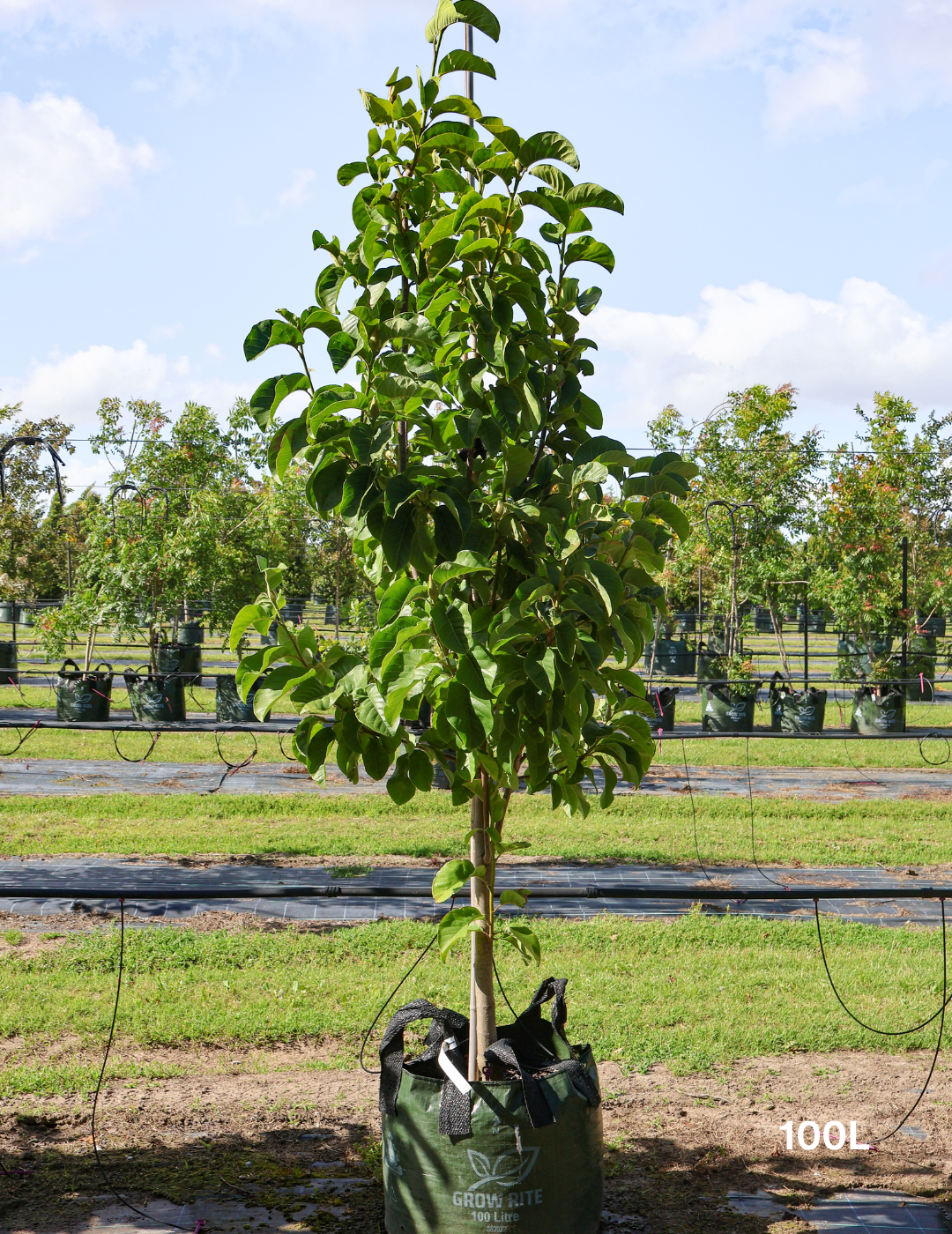Magnolia x soulangeana 'Vulcan' - Evergreen Trees Direct