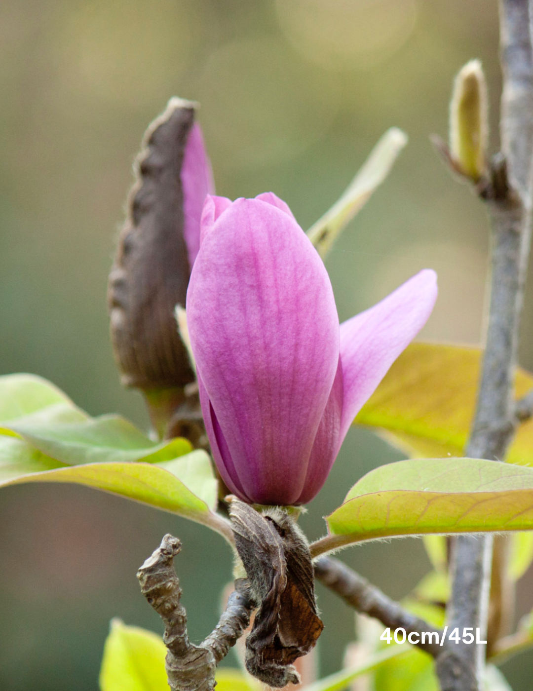 Magnolia x soulangeana 'Vulcan'