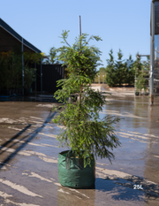 Melaleuca lanceolata (Moonah Tree) - Evergreen Trees Direct