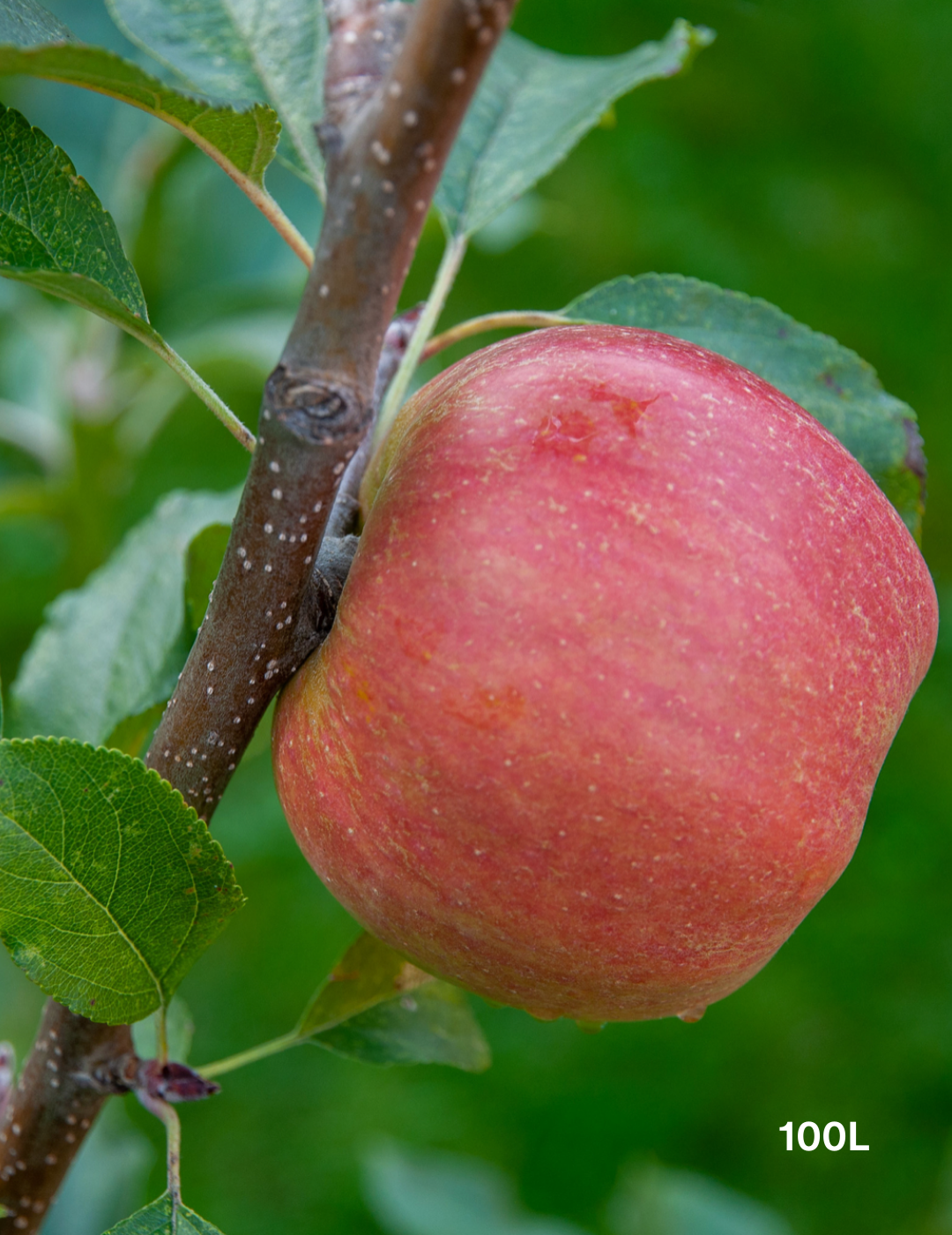 Malus domestica 'Pink Lady' Apple - Evergreen Trees Direct