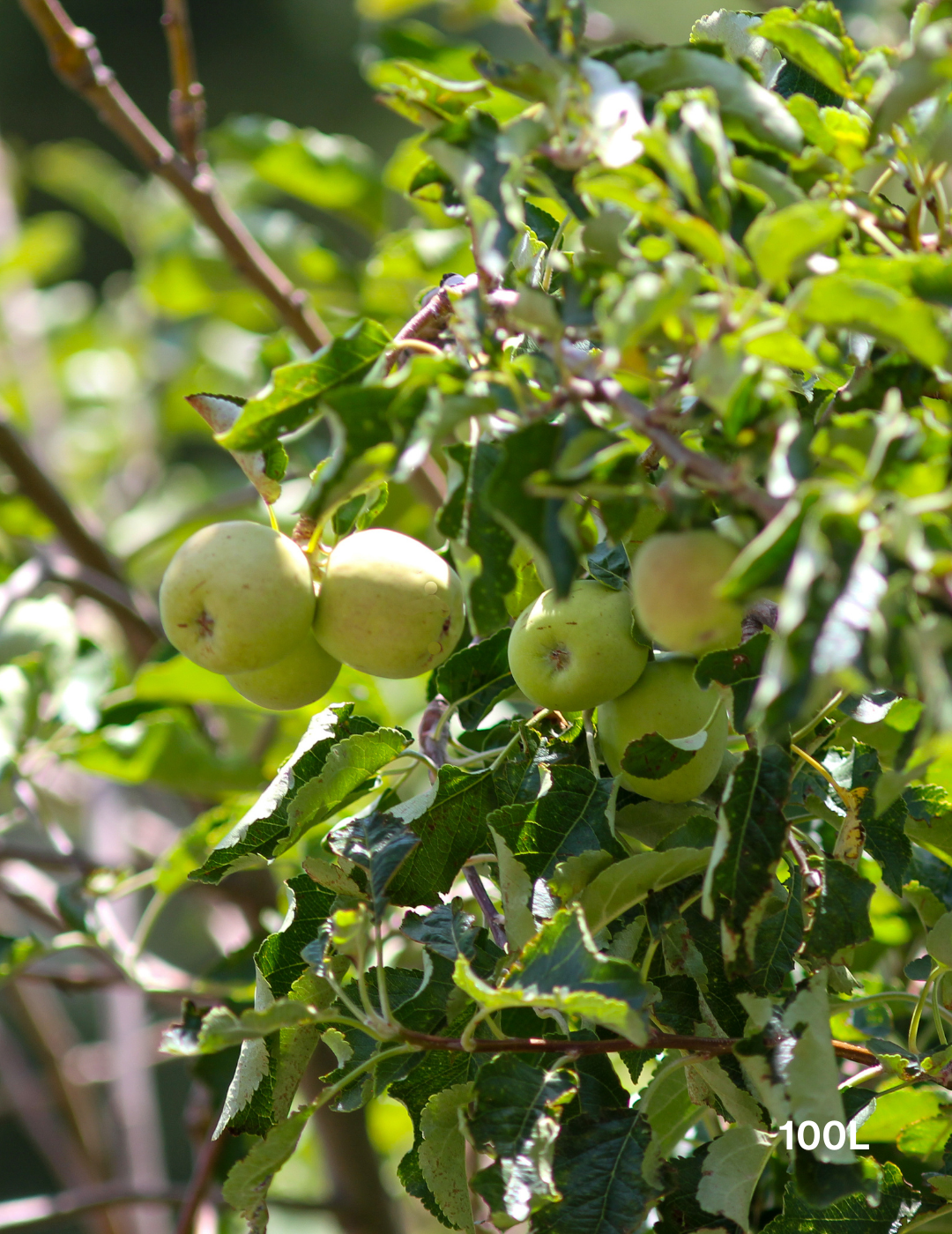 Malus domestica 'Pink Lady' Apple - Evergreen Trees Direct