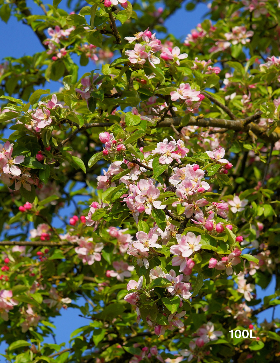 Malus domestica 'Pink Lady' Apple - Evergreen Trees Direct