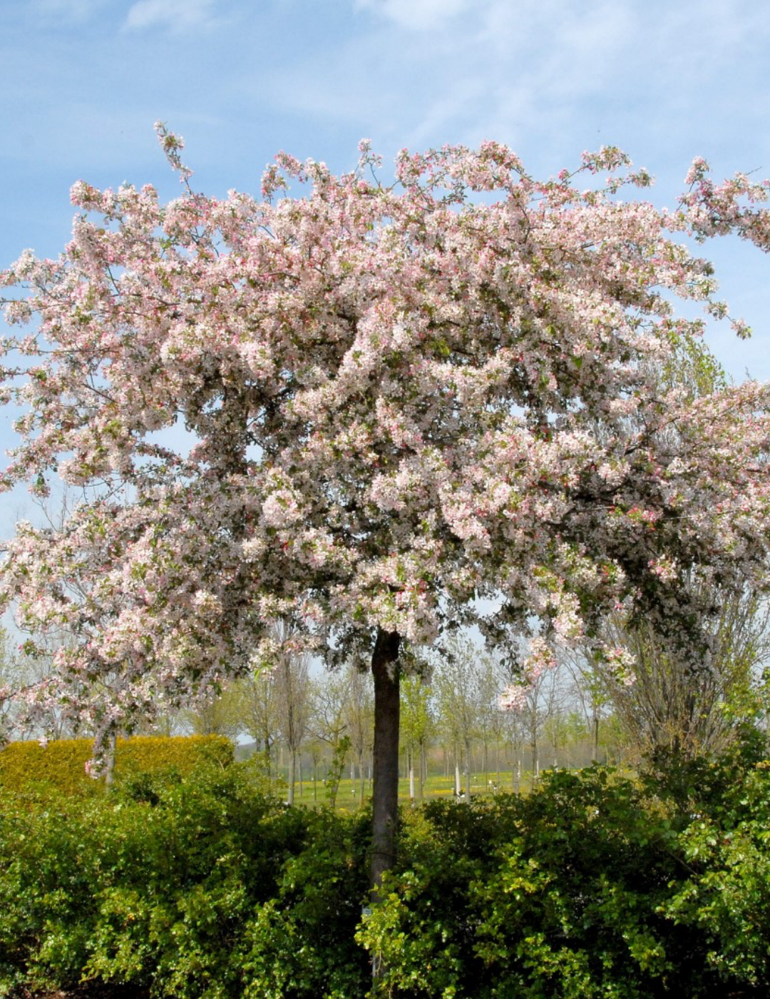 Malus floribunda (Japanese Crabapple) - Evergreen Trees Direct