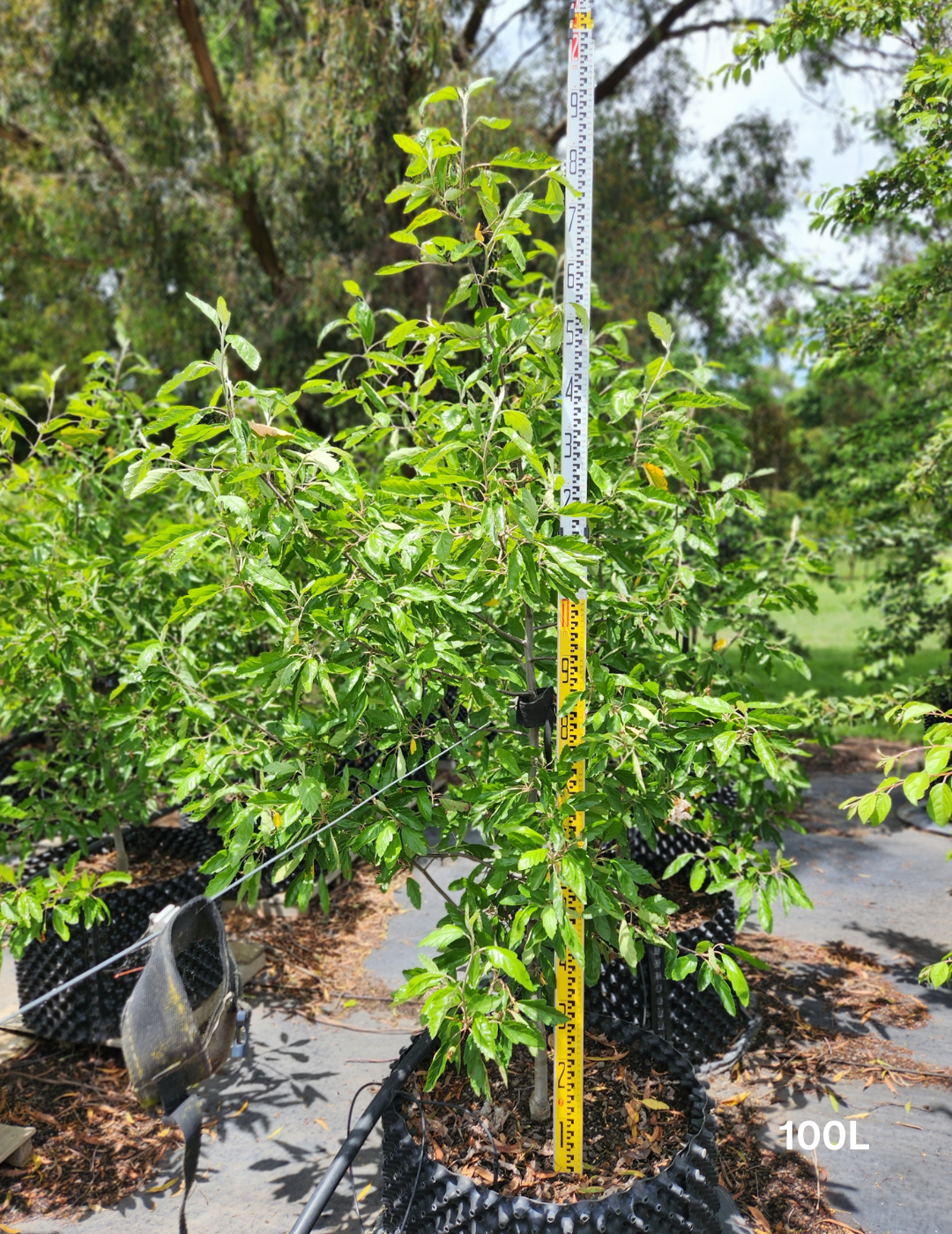 Malus ioensis 'Plena' (Crab Apple) - Evergreen Trees Direct