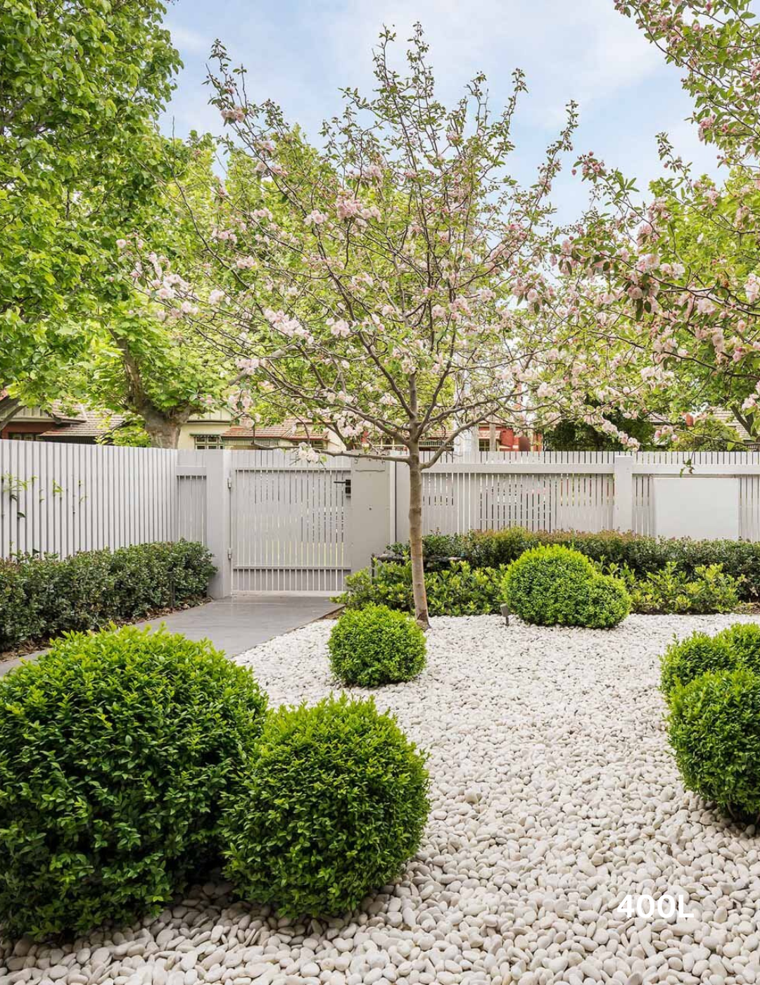 Malus ioensis 'Plena' (Crab Apple) - Evergreen Trees Direct