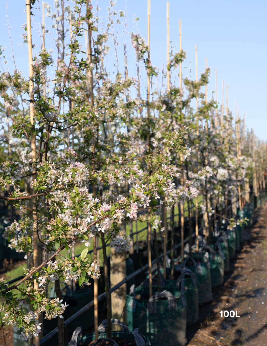 Malus floribunda (Japanese Crabapple) - Evergreen Trees Direct
