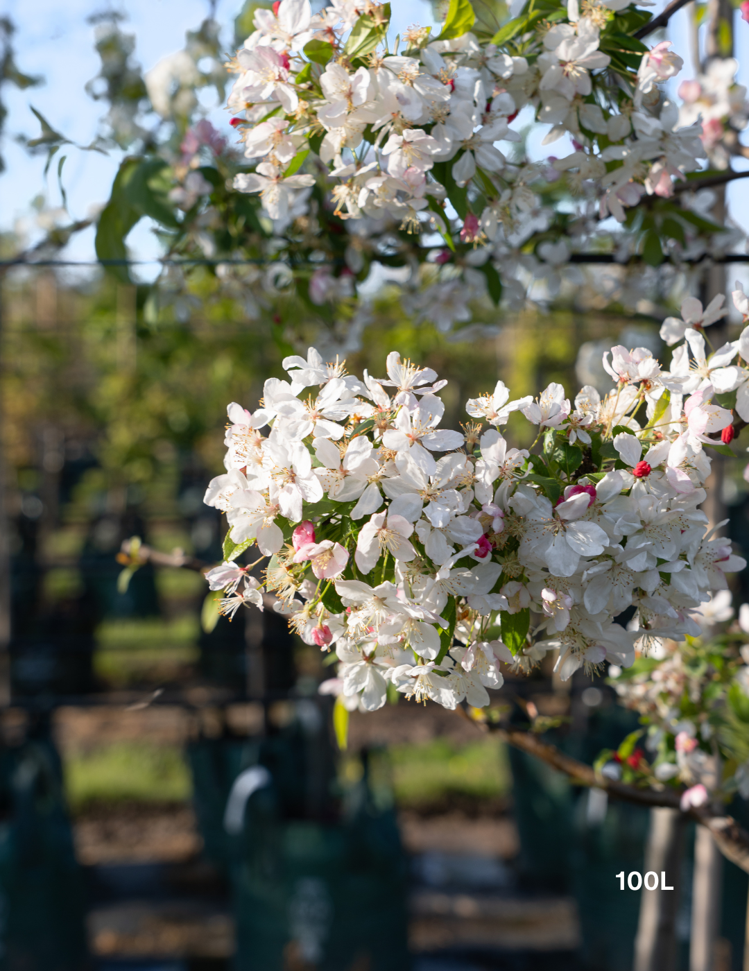 Malus floribunda (Japanese Crabapple) - Evergreen Trees Direct